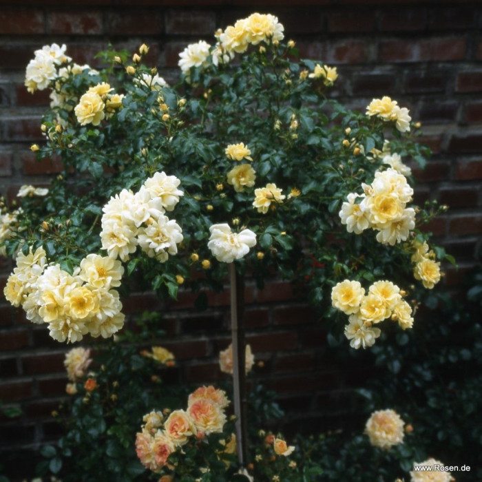 SUNNY ROSE® SUNNY ROSE®